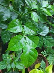 Magnoliopsida