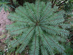 Phyllanthus phillyreifolius