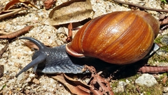 Megalobulimus ovatus