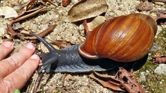 Megalobulimus ovatus