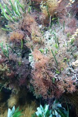 Caulerpa simpliciuscula