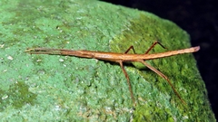 Pygirhynchus toledopizai
