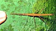 Pygirhynchus toledopizai