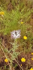 Melanargia ines