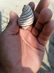 Opeatostoma pseudodon