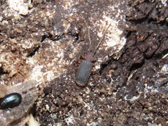 Uleiota dubia