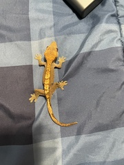 Correlophus ciliatus