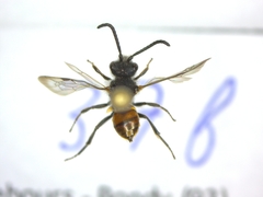 Nomada