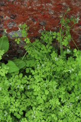 Cysticapnos cracca