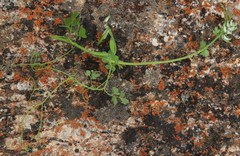Cysticapnos cracca