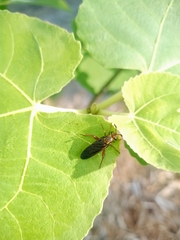 Phyllomydas parvulus