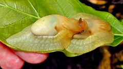 Peltella