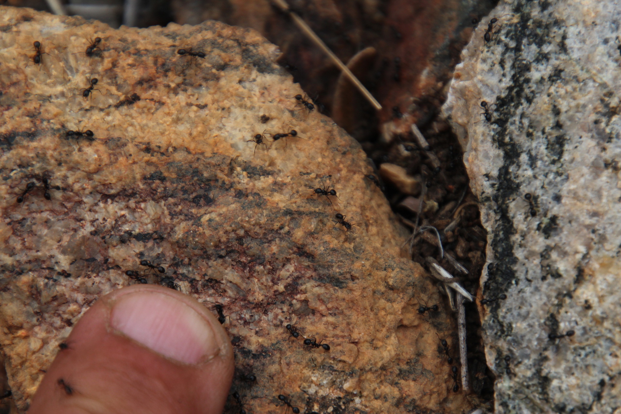 Monomorium tchelichofi