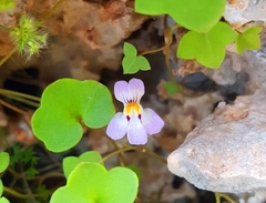 Cymbalaria