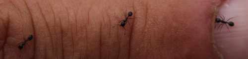 Monomorium tchelichofiMonomorium tchelichofi