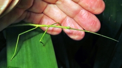 Cladoxerus cryphaleus