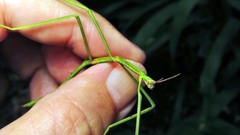 Cladoxerus cryphaleus
