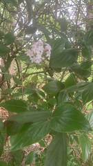 Viburnum carlesii
