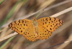 Phalanta phalantha phalantha