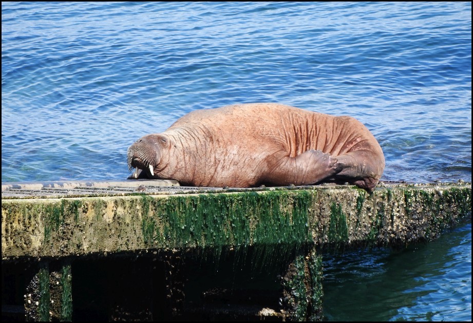 Morsa (Odobenus rosmarus) · NaturaLista Colombia