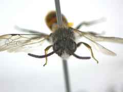 Nomada