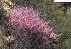 Prunus triloba