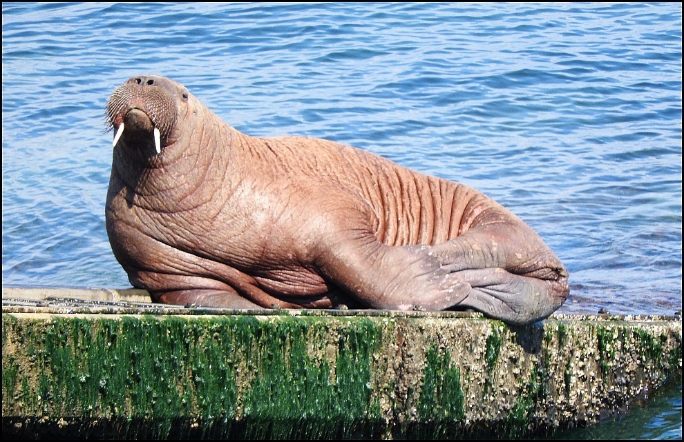 morsa (Odobenus rosmarus) in Rordaustlandet.