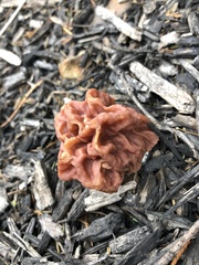 Gyromitra korfii