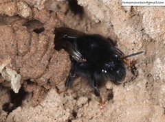 Anthophora plagiata