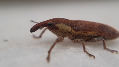Lixus cinerascens