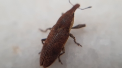 Lixus cinerascens