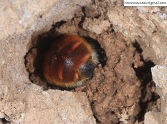 Anthophora plagiata