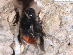 Anthophora plagiata