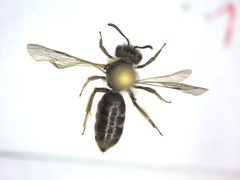 Andrena