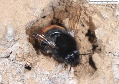 Anthophora plagiata