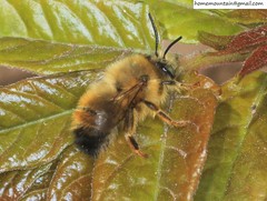 Anthophora plagiata