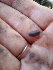 Porcellio laevis