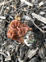 Gyromitra korfii