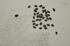 Podospora pleiospora