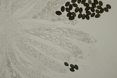 Podospora pleiospora