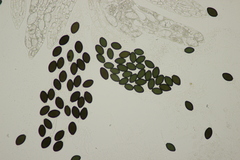 Podospora pleiospora