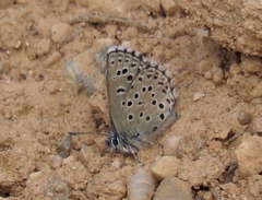 Pseudophilotes panoptes