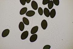 Podospora pleiospora