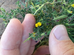 Melolobium microphyllum