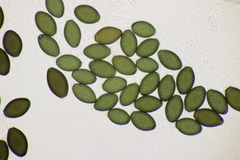 Podospora pleiospora