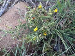 Melolobium microphyllum