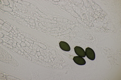 Podospora pleiospora