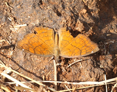 Ariadne ariadne indica