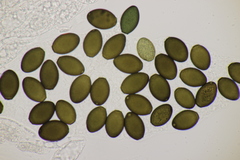 Podospora pleiospora