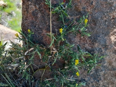 Melolobium microphyllum